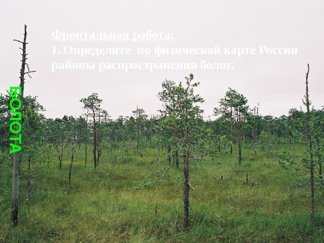 БОЛОТА Фронтальная работа: Определите по физической карте России районы распространения болот. 