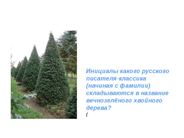 Инициалы какого русского писателя-классика (начиная с фамилии) складываются в название вечнозелёного хвойного дерева? ( 