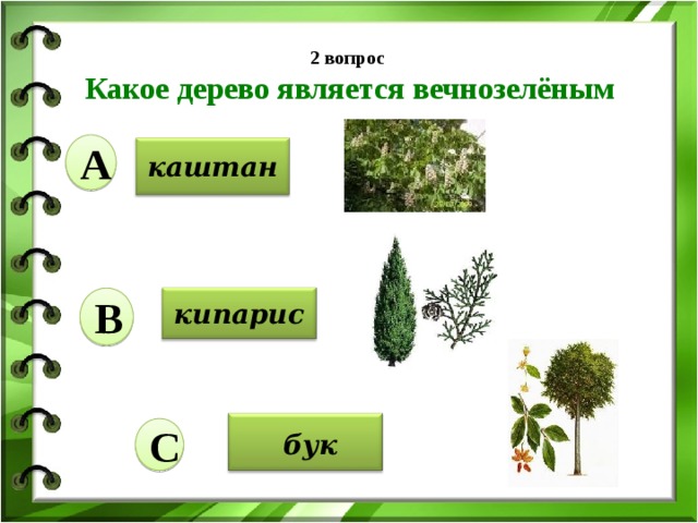 Зеленые растения являются ответ. Какое дерево является вечнозеленым. Какие деревья являются вечнозелеными. Какие деревья всегда зеленые. Какое дерево является вечнозелёным? Каштан бук Кипарис.