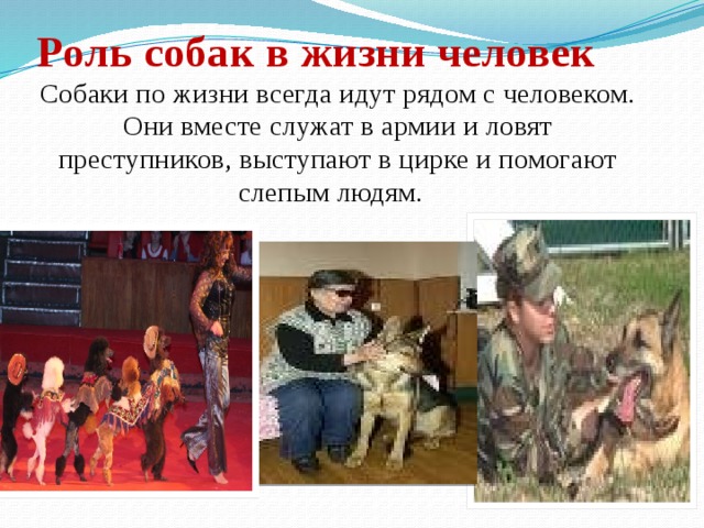 Роль собак в жизни человек Собаки по жизни всегда идут рядом с человеком. Они вместе служат в армии и ловят преступников, выступают в цирке и помогают слепым людям. 