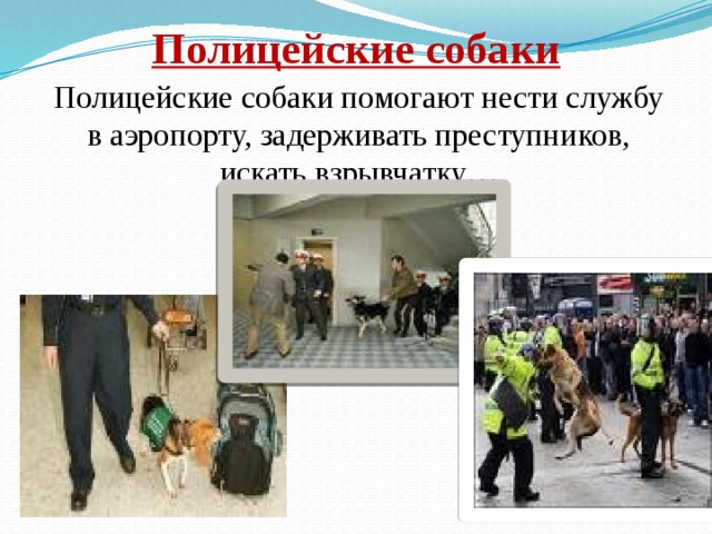 Полицейские собаки Полицейские собаки помогают нести службу в аэропорту, задерживать преступников, искать взрывчатку… 