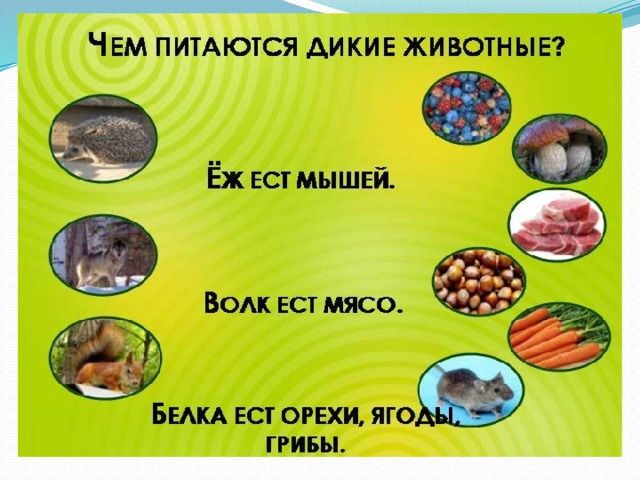 Презентация на тему мясо диких животных