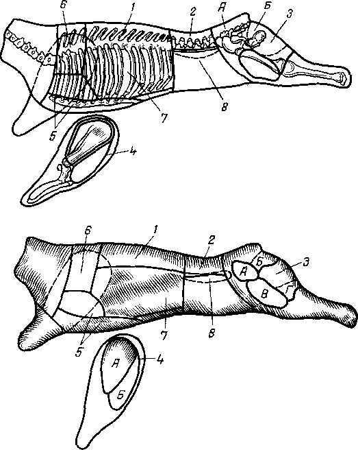 Полутуша говядина схема и части