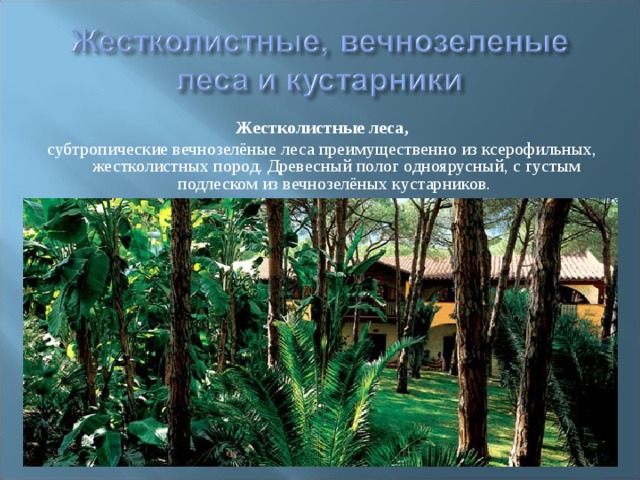 Природная зона субтропические леса