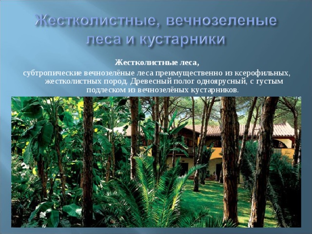 Жестколистные леса, субтропические вечнозелёные леса преимущественно из ксерофильных, жестколистных пород. Древесный полог одноярусный, с густым подлеском из вечнозелёных кустарников. 