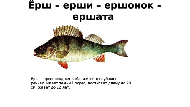 Ёрш – ерши – ершонок – ершата   Ёрш - пресноводная рыба. живет в глубоких речках. Имеет темный окрас, достигает длину до 20 см, живет до 12 лет. 