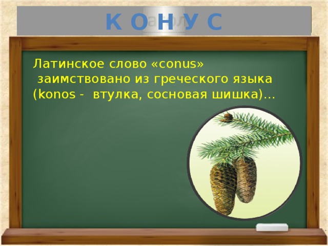 К О Н У С Латинское слово «conus»  заимствовано из греческого языка (konos - втулка, сосновая шишка)… 