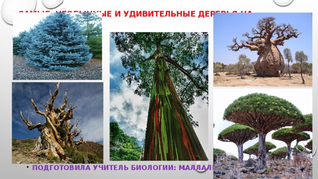 Самые необычные и удивительные деревья на планете!    Подготовила учитель биологии: Маллалиева А. Ш. 