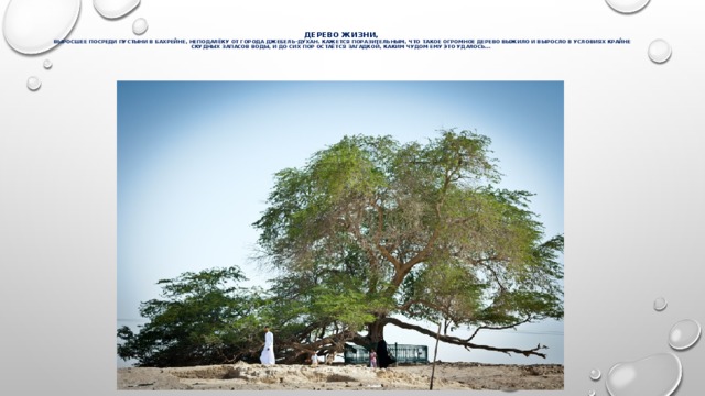 Дерево Жизни,  выросшее посреди пустыни в Бахрейне, неподалёку от города Джебель-Духан. Кажется поразительным, что такое огромное дерево выжило и выросло в условиях крайне скудных запасов воды, и до сих пор остаётся загадкой, каким чудом ему это удалось…     
