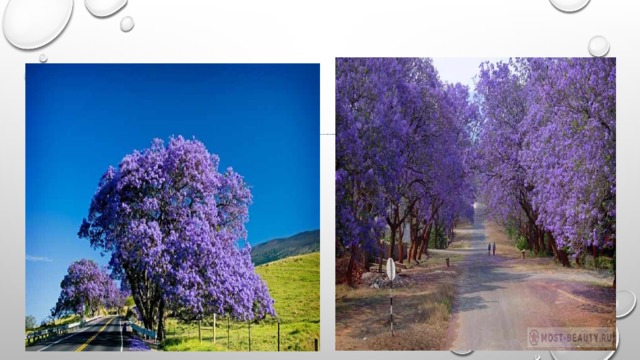 Жакаранда  Великoлепные фиолетовые цветы жaкаpанды обильно покрывают кроны деревьев в ноябре-декабре, когда иx листья ещё едва распускаются. В это время улицы аргентинских городов усыпаны огромным количеством опавших цветов, создающих ощущение ковра.              