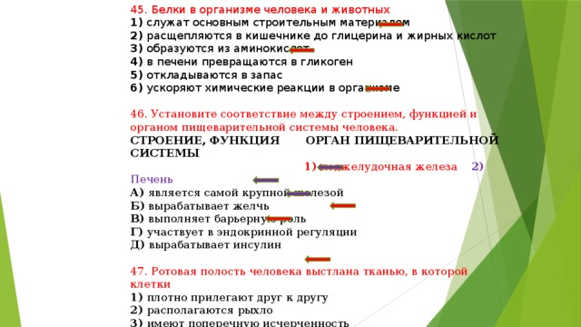 45. Белки в организме человека и животных 1) служат основным строительным материалом 2) расщепляются в кишечнике до глицерина и жирных кислот 3) образуются из аминокислот 4) в печени превращаются в гликоген 5) откладываются в запас 6) ускоряют химические реакции в организме 46. Установите соответствие между строением, функцией и органом пищеварительной системы человека. СТРОЕНИЕ, ФУНКЦИЯ ОРГАН ПИЩЕВАРИТЕЛЬНОЙ СИСТЕМЫ  1) поджелудочная железа 2) Печень А) является самой крупной железой Б) вырабатывает желчь В) выполняет барьерную роль Г) участвует в эндокринной регуляции Д) вырабатывает инсулин 47. Ротовая полость человека выстлана тканью, в которой клетки 1) плотно прилегают друг к другу 2) располагаются рыхло 3) имеют поперечную исчерченность 4) соединены друг с другом отростками 