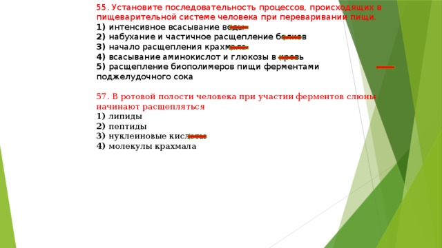 55. Установите последовательность процессов, происходящих в пищеварительной системе человека при переваривании пищи. 1) интенсивное всасывание воды 2) набухание и частичное расщепление белков 3) начало расщепления крахмала 4) всасывание аминокислот и глюкозы в кровь 5) расщепление биополимеров пищи ферментами поджелудочного сока 57. В ротовой полости человека при участии ферментов слюны начинают расщепляться 1) липиды 2) пептиды 3) нуклеиновые кислоты 4) молекулы крахмала 