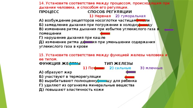 14. Установите соответствие между процессом, происходящим при дыхании человека, и способом его регуляции. ПРОЦЕСС СПОСОБ РЕГУЛЯЦИИ   1) Нервная 2) гуморальная А) возбуждение рецепторов носоглотки частицами пыли Б) замедление дыхания при погружении в холодную воду В) изменение ритма дыхания при избытке углекислого газа в помещении Г) нарушение дыхания при кашле Д) изменение ритма дыхания при уменьшении содержания углекислого газа в крови 15. Установите соответствие между функцией железы человека и ее типом. ФУНКЦИЯ ЖЕЛЕЗЫ ТИП ЖЕЛЕЗЫ  1) Потовые 2) сальные 3) млечные А) образуют жир Б) участвуют в терморегуляции В) вырабатывают полноценную пищу для ребенка Г) удаляют из организма минеральные вещества Д) повышают эластичность кожи 