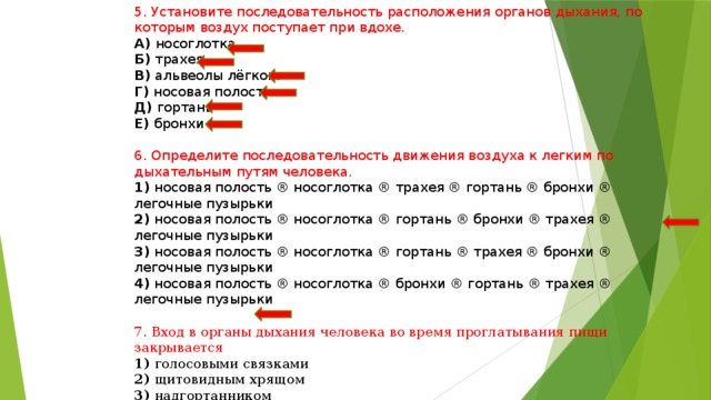 5. Установите последовательность расположения органов дыхания, по которым воздух поступает при вдохе. А) носоглотка Б) трахея В) альвеолы лёгкого Г) носовая полость Д) гортань Е) бронхи 6. Определите последовательность движения воздуха к легким по дыхательным путям человека. 1) носовая полость ® носоглотка ® трахея ® гортань ® бронхи ® легочные пузырьки 2) носовая полость ® носоглотка ® гортань ® бронхи ® трахея ® легочные пузырьки 3) носовая полость ® носоглотка ® гортань ® трахея ® бронхи ® легочные пузырьки 4) носовая полость ® носоглотка ® бронхи ® гортань ® трахея ® легочные пузырьки 7. Вход в органы дыхания человека во время проглатывания пищи закрывается 1) голосовыми связками 2) щитовидным хрящом 3) надгортанником 4) языком 