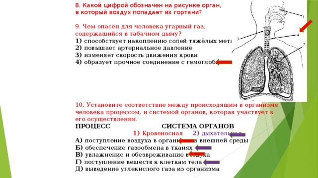 8. Какой цифрой обозначен на рисунке орган, в который воздух попадает из гортани? 9. Чем опасен для человека угарный газ, содержащийся в табачном дыму? 1) способствует накоплению солей тяжёлых металлов 2) повышает артериальное давление 3) изменяет скорость движения крови 4) образует прочное соединение с гемоглобином 10. Установите соответствие между происходящим в организме человека процессом, и системой органов, которая участвует в его осуществлении. ПРОЦЕСС СИСТЕМА ОРГАНОВ  1) Кровеносная 2) дыхательная А) поступление воздуха в организм из внешней среды Б) обеспечение газообмена в тканях В) увлажнение и обезвреживание воздуха Г) поступление веществ к клеткам тела Д) выведение углекислого газа из организма 