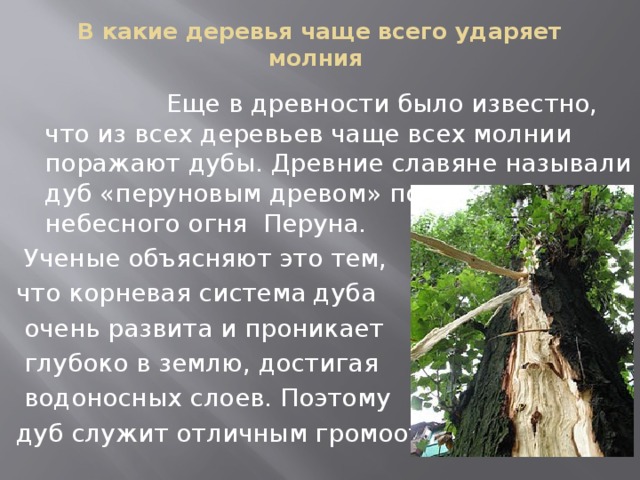 Дерево как часто. В какие деревья чаще всего ударяет молния. В какие деревья чаще всего ударяет. Какие деревья чаще всего. Какие были деревья в древности.