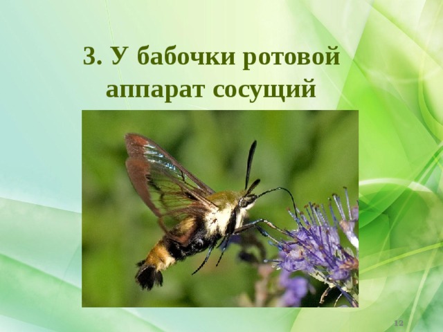 3. У бабочки ротовой аппарат сосущий    