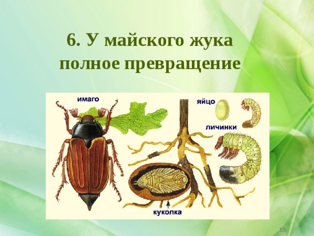 6. У майского жука полное превращение  