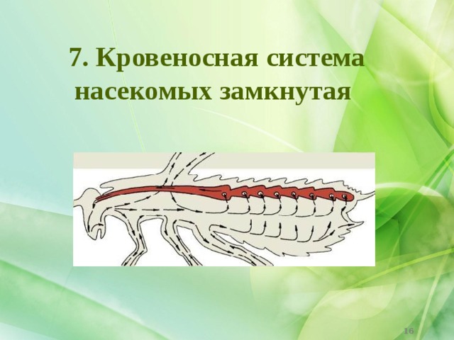 7. Кровеносная система насекомых замкнутая  