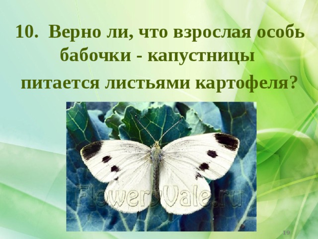 10. Верно ли, что взрослая особь бабочки - капустницы питается листьями картофеля?  