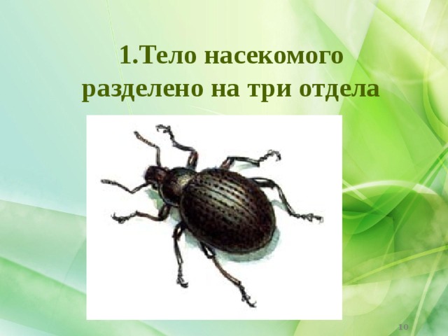 1.Тело насекомого разделено на три отдела  