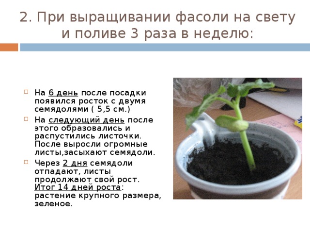 Какие растения растут на свету. Наблюдение за фасолью. Этапы посадки фасоли. Проект по выращиванию растений. Проекты с ростом фасоли по дням.