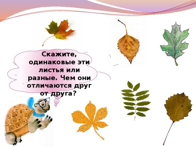 Проект листья 1 класс