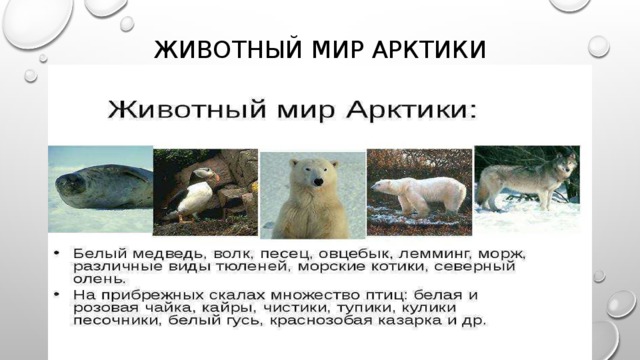 На рисунках представлены изображения белого медведя краснозобой казарки овцебыка которые обитают