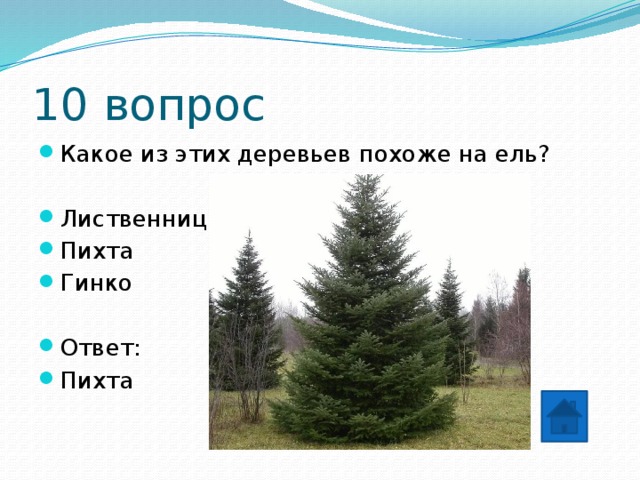 10 вопрос Какое из этих деревьев похоже на ель? Лиственница Пихта Гинко Ответ: Пихта 