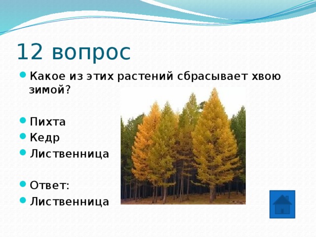 12 вопрос Какое из этих растений сбрасывает хвою зимой? Пихта Кедр Лиственница Ответ: Лиственница 