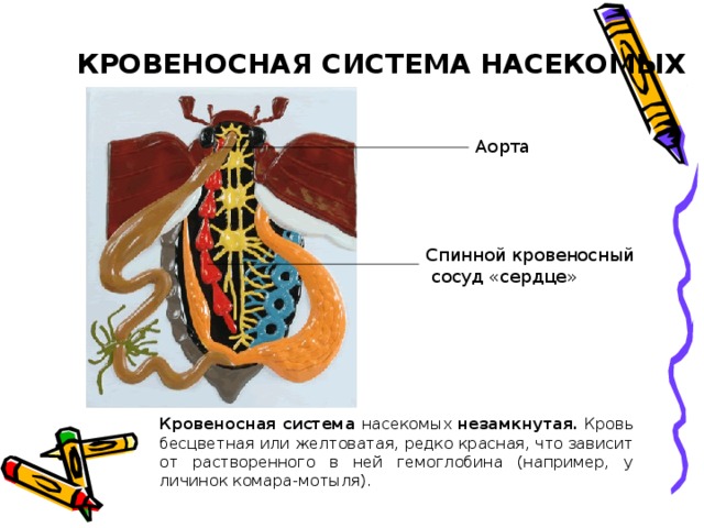 КРОВЕНОСНАЯ СИСТЕМА НАСЕКОМЫХ Аорта Спинной кровеносный  сосуд «сердце» Кровеносная система насекомых незамкнутая.  Кровь бесцветная или желтоватая, редко красная, что зависит от растворенного в ней гемоглобина (например, у личинок комара-мотыля). 