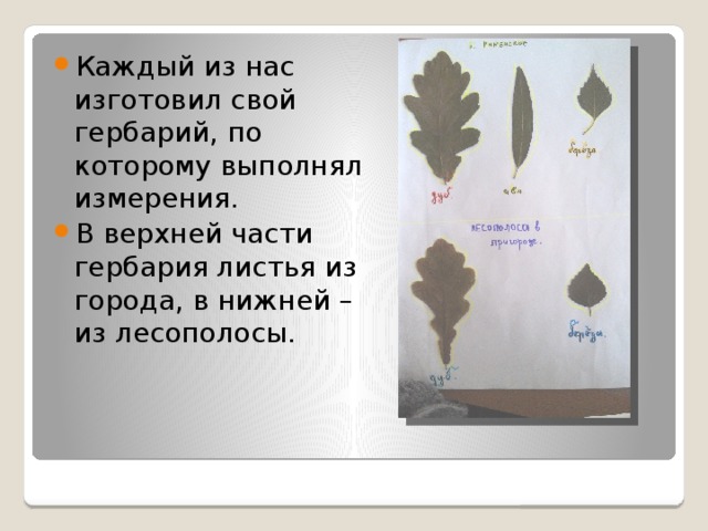 Каждый из нас изготовил свой гербарий, по которому выполнял измерения. В верхней части гербария листья из города, в нижней –из лесополосы.         