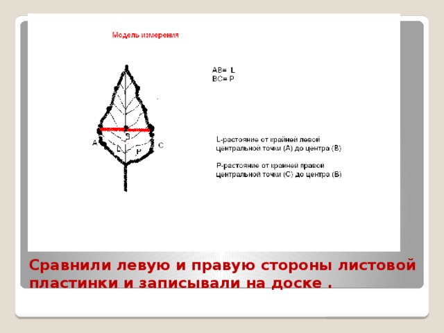 Сравнили левую и правую стороны листовой пластинки и записывали на доске . 