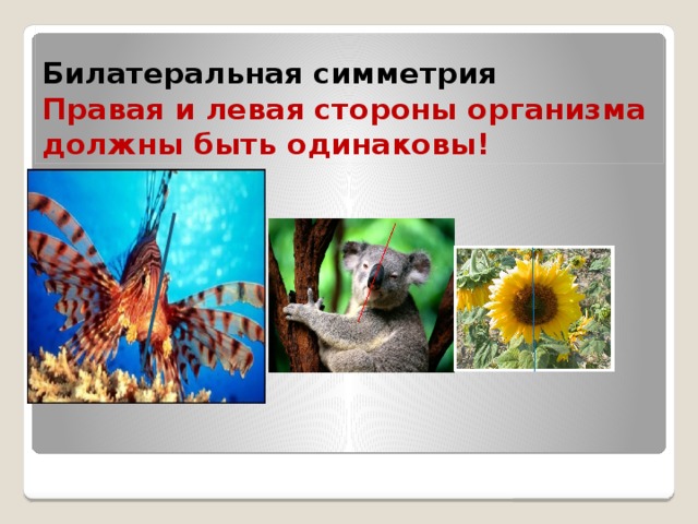 Билатеральная симметрия  Правая и левая стороны организма должны быть одинаковы! 