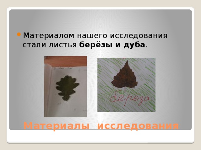 Материалом нашего исследования стали листья берёзы и дуба . Материалы исследования 