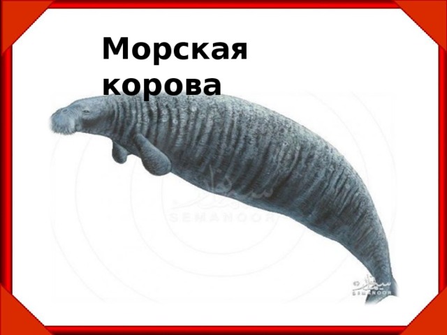 Проект о морской корове