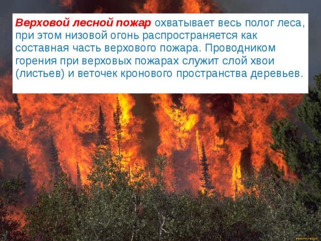 Верховой лесной пожар  охватывает весь полог леса, при этом низовой огонь распространяется как составная часть верхового пожара. Проводником горения при верховых пожарах служит слой хвои (листьев) и веточек кронового пространства деревьев. 