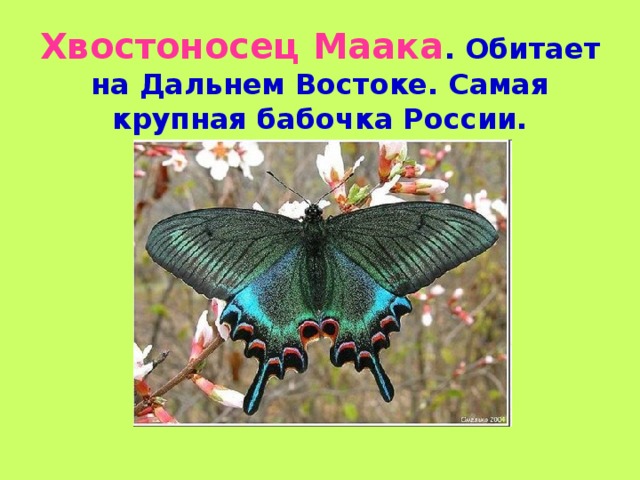 Красная книга России. Бабочки.