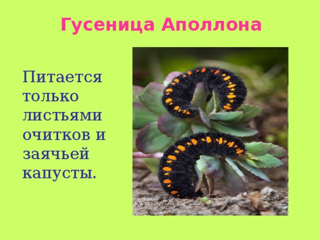 Бабочка махаон и ее гусеница. Гусеница бражника красная. Гусеница бабочки аполлон эверсманна. Аполлон нордманна гусеница. Красная книга гусениц.