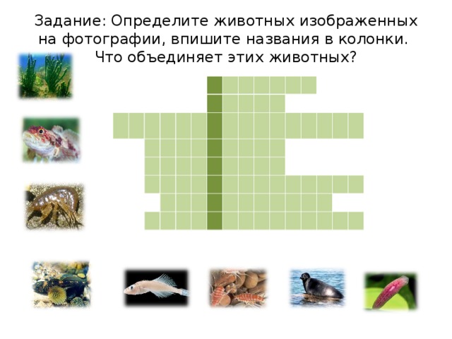 Задание: Определите животных изображенных на фотографии, впишите названия в колонки.  Что объединяет этих животных?   