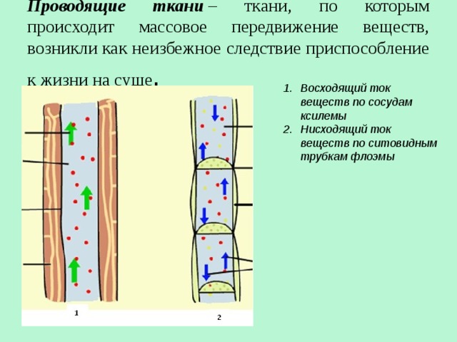 Проводящие ткани  – ткани, по которым происходит массовое передвижение веществ, возникли как неизбежное следствие приспособление к жизни на суше . Восходящий ток веществ по сосудам ксилемы Нисходящий ток веществ по ситовидным трубкам флоэмы 