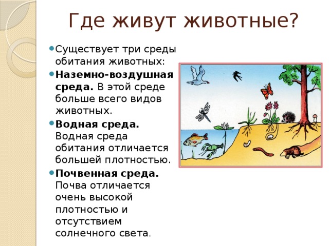 Где живут животные? Существует три среды обитания животных: Наземно-воздушная среда. В этой среде больше всего видов животных. Водная среда. Водная среда обитания отличается большей плотностью. Почвенная среда. Почва отличается очень высокой плотностью и отсутствием солнечного света . 