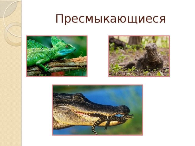 Представители класса рептилии. Какие бывают пресмыкающиеся. Рептилии примеры. Три примера рептилий. Пресмыкающиеся это какие животные список.