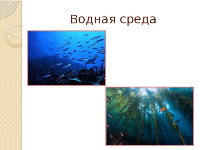 Водная среда 