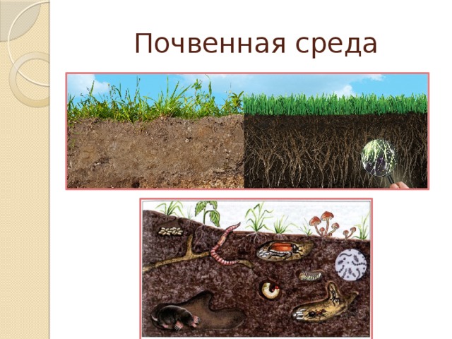 Какие растения живут в почве. Почвенная среда обитания растения. Почвенная среда. Почвенная среда жизни растения. Среды обитания почвенная среда.