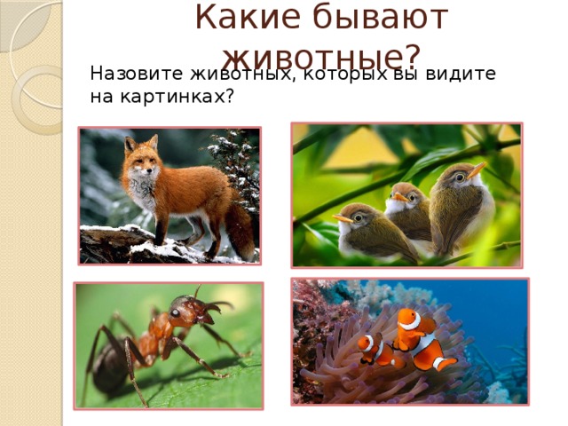 Какие бывают животные? Назовите животных, которых вы видите на картинках? 