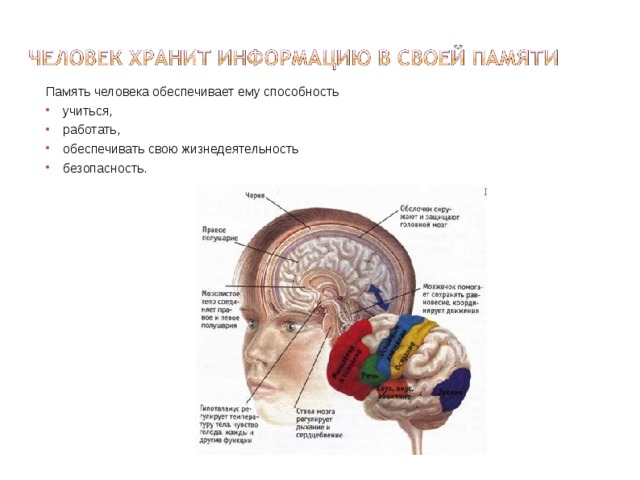 Презентация по биологии память человека