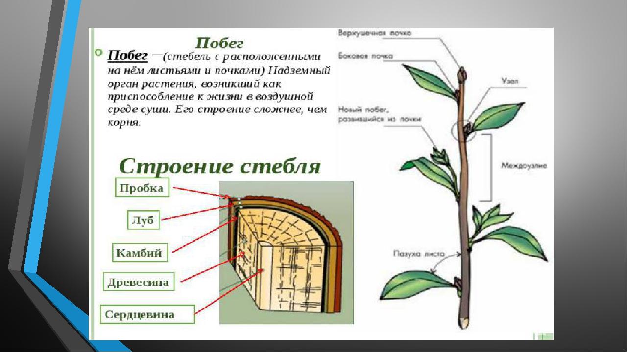 Побег состоящий из листьев почек называют. Внутреннее строение стебля и функции 6 класс биология. Ткани растений внутреннее строение стебля. Строение и функции стебля 6 класс биология. Внутренние части стебля функции внутренних частей стебля.