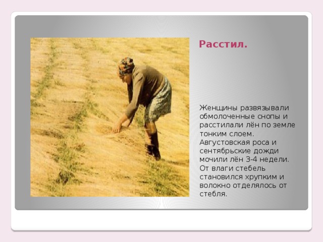 Расстил. Женщины развязывали обмолоченные снопы и расстилали лён по земле тонким слоем. Августовская роса и сентябрьские дожди мочили лён 3-4 недели. От влаги стебель становился хрупким и волокно отделялось от стебля. 