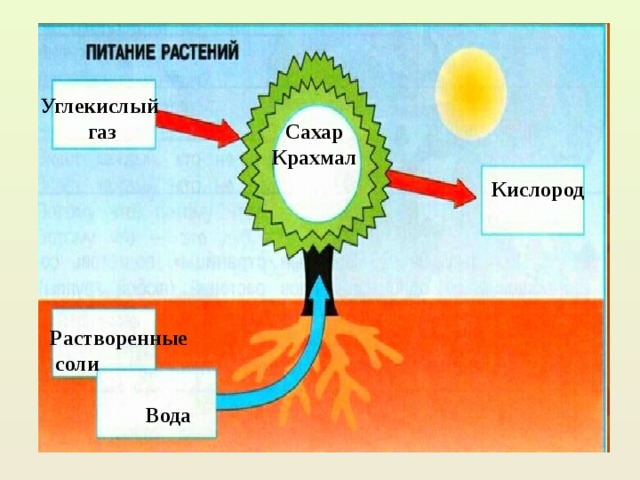 Кислород углекислый газ вода солнечный свет. Питание растений. Схема питания растений. Углекислого газа растения. Поглощение кислорода и выделение углекислого газа.